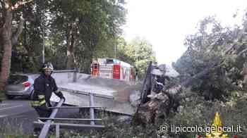 Trieste, camioncino va a sbattere contro un albero in via Flavia - Il Piccolo