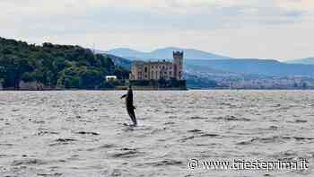 Il delfino comune torna nel golfo di Trieste: 10 anni fa l'ultimo avvistamento - TriestePrima