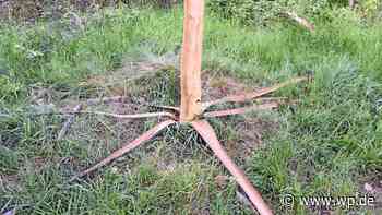 Siegen: Baumfrevler zerstören Ahornbaum am Bäumchesweg - WP News