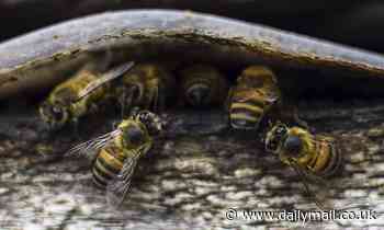 Wetlands could be key to saving our bumblebees as they provide essential environment, study shows 