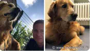 Goldblonder Hund in Charlottenburg aufgetaucht: Berliner Polizei sucht nach den Besitzern von Luky - Tagesspiegel