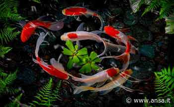 Japan Show, la cultura giapponese va in scena a Cremona - Agenzia ANSA