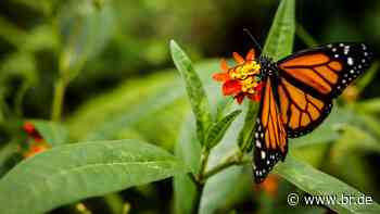 Umweltstation Augsburg feiert den Tag der Natur - br.de