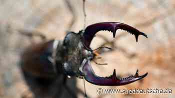 Naturschutz - Augsburg - Hirschkäfer gesucht - Bayern - Süddeutsche Zeitung - SZ.de