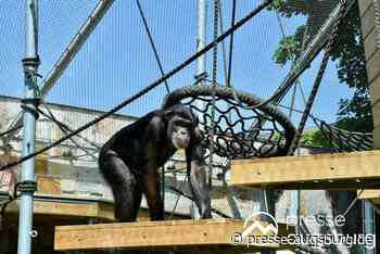 "Affengeil" | Ein neues Zuhause für die Schimpansen - Außenanlage im Zoo Augsburg übergeben | - Presse Augsburg