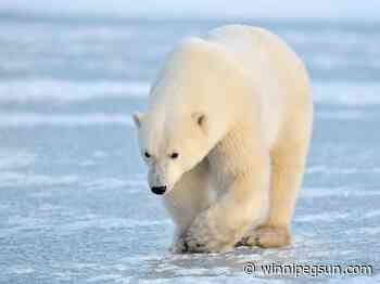 Quebec provincial police issue warning after report of polar bear in Gaspe region - Winnipeg Sun