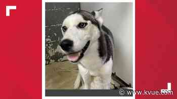 Austin Pets Alive! in need of assistance after flooding at its Parvo Puppy ICU - KVUE.com