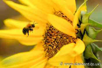 Multiple habitats need protecting to save UK bumblebees – study