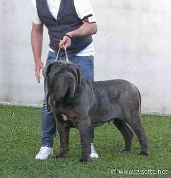 IL SANNITA “ATTILA” E' IL MASTINO NAPOLETANO CAMPIONE D'ITALIA - TV Sette Benevento