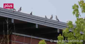 Taubenretterin von Trebur setzt sich für die ungeliebten Vögel ein - Echo Online