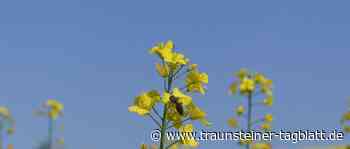 Beitrag zum Klimaschutz: »Regionale Rapserzeugung ist wichtiger denn je« - Traunsteiner Tagblatt