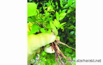 The Gestalt Gardener: Dissonance can rear its stress-inducing head in garden - Kosciusko Star Herald