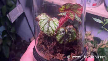 I’m a keen gardener – Dollar Tree has a cheap way to protect your plants & I was shocked at how good it loo... - The US Sun