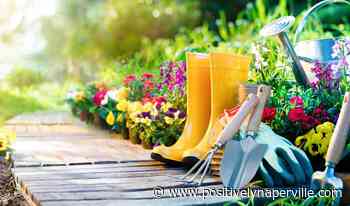 Naperville Gardener – Super Power of the Month: I can 'plant for pollinators' - Positively Naperville