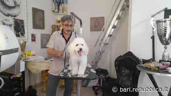 Francesco, il re dei barboncini: "Così a Bari preparo i cani di tutta Italia per le sfilate" - La Repubblica