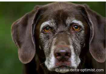 Off-leash dog area to remain at Delta's beach Grove Park - Delta Optimist