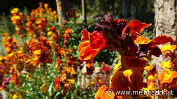 Wunder der Natur: Pflanzen - Blumen: Der Goldlack im Zeichen des Klimawandels - meinbezirk.at
