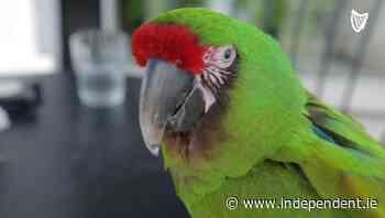 Parrot becomes regular in Dublin's bars and cafés - Independent.ie