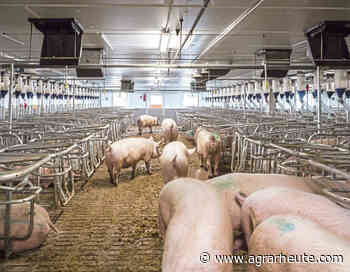 Höfen geht die Luft aus: Sauenhalter senden Weckruf an Cem Özdemir - agrarheute.com