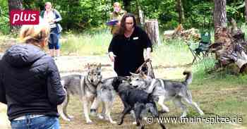 Raunheim: Wie kommt Ruhe ins Rudel? - Main-Spitze