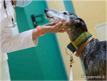 Animali domestici benvenuti all'hospice di Gattinara - tgvercelli.it