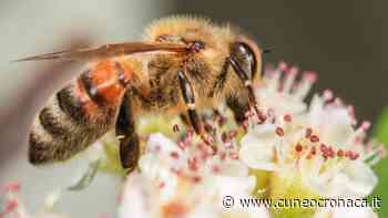 MONDOVI'/ La protezione delle api è un dovere: il ruolo dell'agricoltura in un seminario - Cuneocronaca.it
