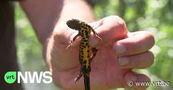 BEKIJK - Op zoek naar salamanders in Merelbeke: "Meer biodiversiteit hoeft niet zoveel te kosten" - VRT NWS