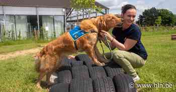 Hulphonden Hachiko mogen 'op kot' in nieuw trainingscentrum in Schelderode - Het Laatste Nieuws