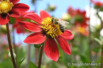 Ladispoli, la Giornata mondiale delle api e della biodiversità - BaraondaNews
