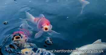 £8k of Koi carp stolen in Hemel Hempstead burglary - Herts Live