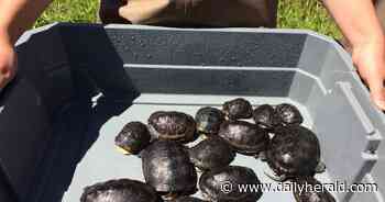 Why Lake County has delayed its annual release of Blanding's turtles into the wild
