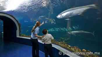 Linchamiento empresarial en caso Acuario/ Vivir en el Golfo - plumas libres