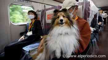 Perros libres en el tren bala por un día | FOTOS - El Periódico