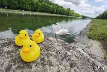 Fontainebleau. 10 000 canards sur le Grand Canal ! - actu.fr