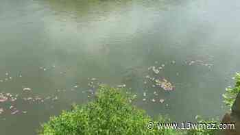 Off to the races at 6th Annual Ocmulgee Duck Dash - 13WMAZ.com