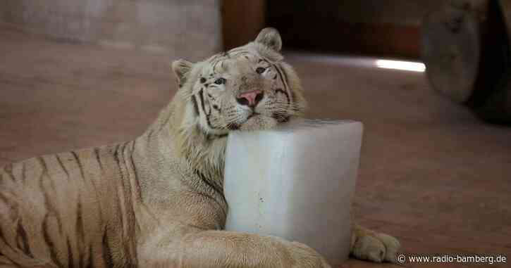 Hitzewelle in Pakistan – Feuer in großem Pinienwald