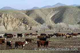 Live cattle futures ease, cattle on feed increase - CME