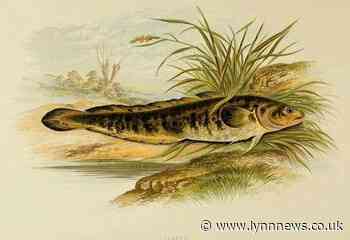 Long lost fish to be re-introduced to Norfolk's rivers after over half a century of extinction - Lynn News