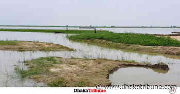 Croplands inundated in Faridpur as major rivers swell - Dhaka Tribune