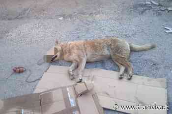 Cane privo di vita abbandonato nei pressi del cimitero comunale, mistero su cause e responsabili - TraniViva