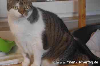 Zwei dicke Brummer suchen ein Zuhause - Fränkischer Tag