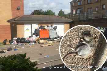 Fly tipping in Handley Grove has let to rat problem