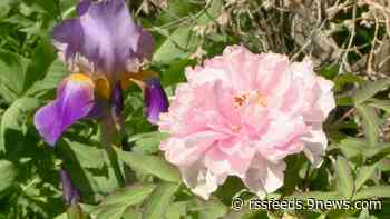 Proctor's Garden: How to assess storm damage in your garden