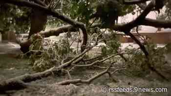 Where to take branches, debris from May snowstorm