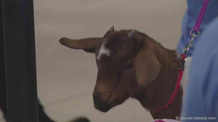 St. Joseph Hospital Caregivers Treated To Special ‘Thank You’ With … Goats