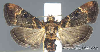 Moth Species Not Seen Since 1912 Was Intercepted at Detroit Airport