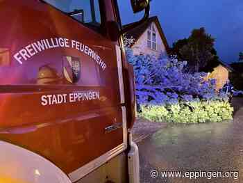 ▷ Eppingen: Umgestürzter Baum nach Sturm - Eppingen.org