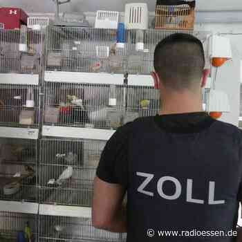 Essen: Zoll deckt illegalen Handel mit Vögeln auf - Radio Essen