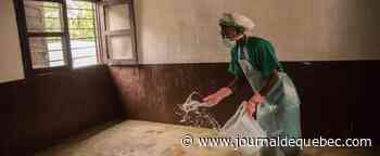 Variole du singe: risque «très faible» de contagion pour la population en général