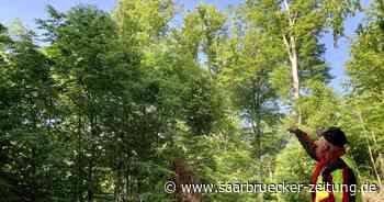 Ukrainekrieg und Klimawandel: Mangel an Brennholz im Kreis Neunkirchen - Saarbrücker Zeitung